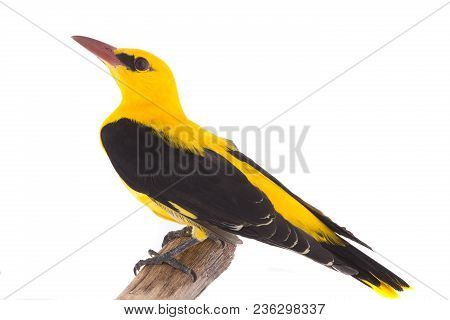 Eurasian Golden Oriole (oriolus Oriolus)