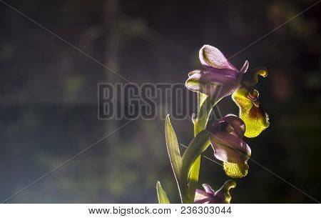 Beautiful Wild Rare Orchid Ophrys Gr. Scolopax Also Known As The Woodcock Bee-orchid. Extreme Backli