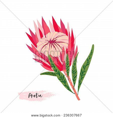 Set Of Protea Flowers. Vector Digital Modern Art. Bright Pink, Red, Rose Ang Green Colors. Bloosoms 