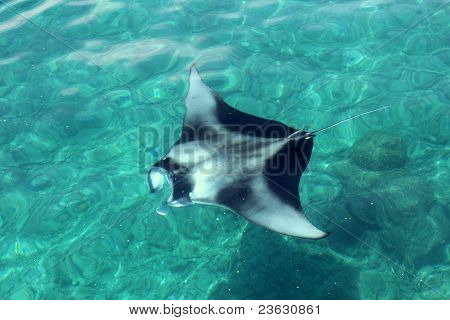 Manta Ray