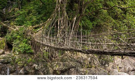 Living roots bridge near Nongriat village, Cherrapunjee, Meghalaya, India. This bridge is formed by training tree roots over years to knit together.