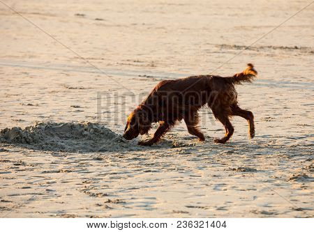 Red Setter Dog Having Fun On A Beach