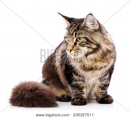 Animal, Cat, Pet Concept - Mainecoon Male Cat On A White Background