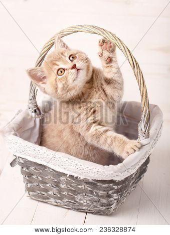 A Playful Kitten. Red Scottish Kitten Is Played While Sitting In A Basket. Thoroughbred Cat. Pet