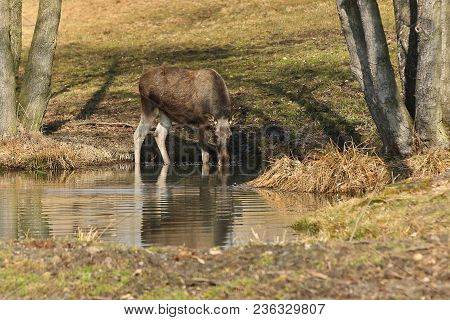 Eurasian Elk In The Nature Looking Habitat During Autumn Time. Moose In The Chilly Morning Weather I