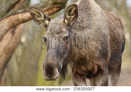 Eurasian Elk In The Nature Looking Habitat During Autumn Time. Moose In The Chilly Morning Weather I