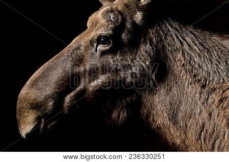 Eurasian Elk In The Nature Looking Habitat During Autumn Time. Moose In The Chilly Morning Weather I