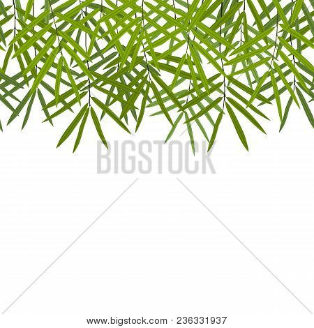 Green Bamboo Seamless Horizon Border On White Background. Tropical Pereat Pattern, Wallpaper, Nature