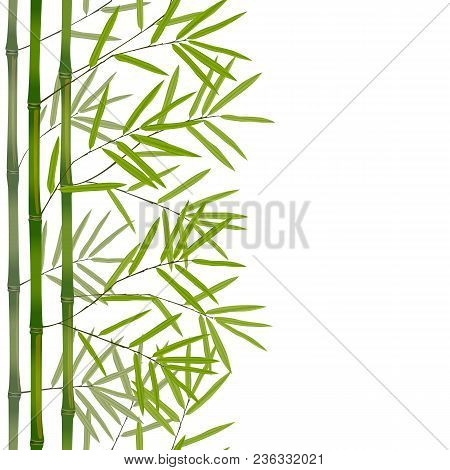 Green Bamboo Seamless Vertical Border On White Background. Tropical Pereat Pattern, Wallpaper, Natur