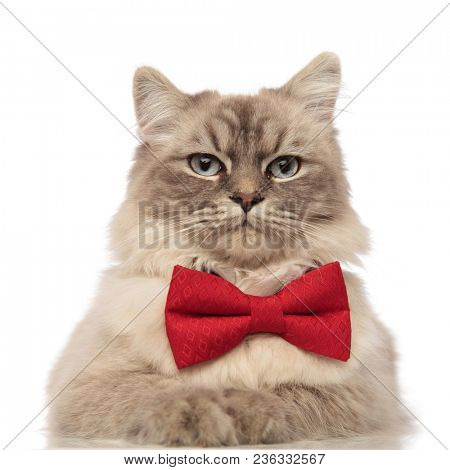close up of elegant cat with grey fur and blue eyes wearing a red bow tie and lying on white background