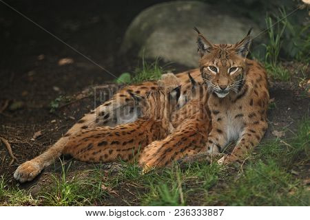 Euroasian Lynx In The Bavarian National Park In Eastern Germany, European Wild Cats, Animals In Euro