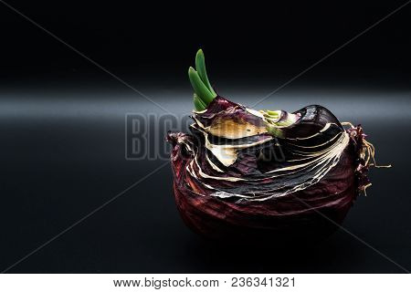 Sapling Of Onion Shallot Growing As New Life, Organic Agriculture In Nature Concept - Isolated