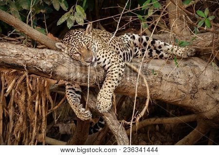 American Jaguar Female In The Nature Habitat, Panthera Onca, Wild Brasil, Brasilian Wildlife, Pantan