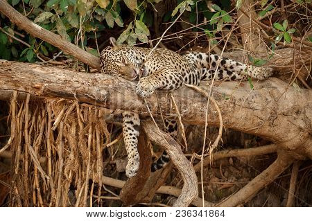 American Jaguar Female In The Nature Habitat, Panthera Onca, Wild Brasil, Brasilian Wildlife, Pantan
