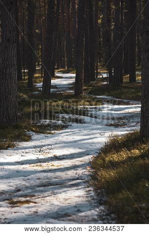 Pine Forest Snow In Place For Text