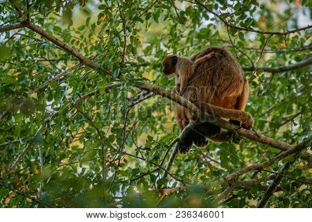 Howler Monkeys Really High On A Giant Tree In Brazilian Jungle. South American Wildlife. Alouatta. B