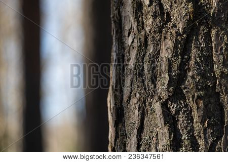 Pine Forest In Close-up And Place For Text