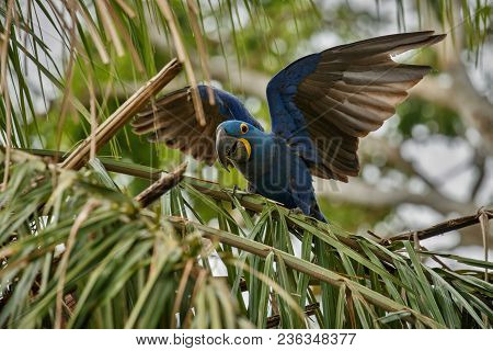 Hyacinth Macaw On A Palm Tree In The Nature Habitat, Wild Brasil, Brasilian Wildlife, Birding, Bigge