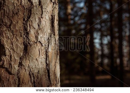 Pine Forest In Close-up And Place For Text