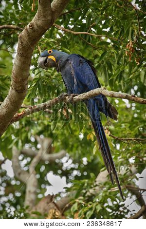 Hyacinth Macaw On A Palm Tree In The Nature Habitat, Wild Brasil, Brasilian Wildlife, Birding, Bigge