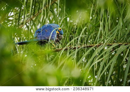 hyacinth macaw on a palm tree in the nature habitat, wild brasil, brasilian wildlife, birding, bigge