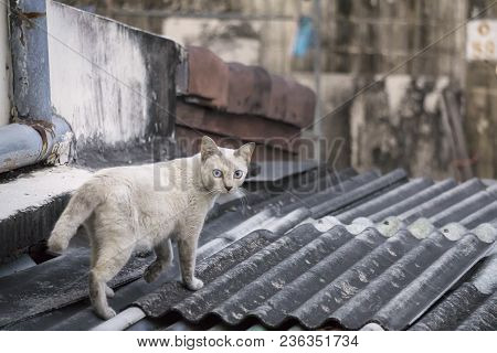 White House Cat Is Walking On The Roof Top Of The House And Looking Back For Something
