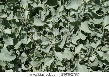 Blue Leaf Pattern Blue Leaf Pattern Texture Background Of Backlight Fresh Blue Leaf. Leaves Falling 