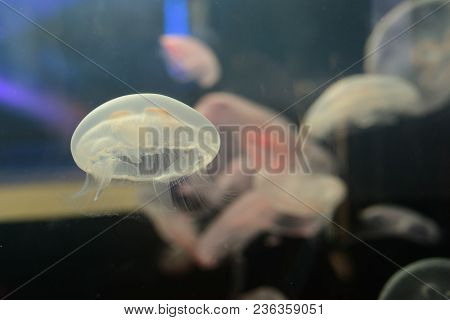Beautiful Jellyfish Float In The Tanks Of An Aquarium In Valencia