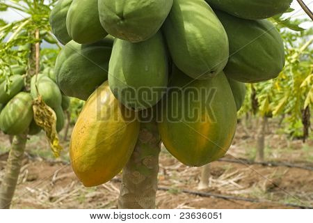 Papayes dans l'arbre, dans une Plantation de mexicain