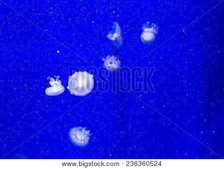 Beautiful Jellyfish Float In The Tanks Of An Aquarium In Valencia
