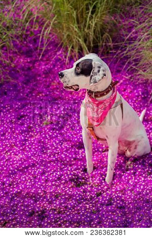 .english Pointer Mix Phenotype Dog