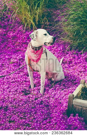 .english Pointer Mix Phenotype Dog