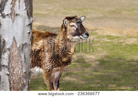 Young Lamb Of The Moufflon Walks In The Zoo