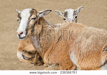 Adult Wild Female Mouflon With Her Lamb.