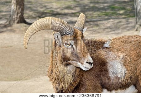Adult Wild Male Moufflon On The Pasture.