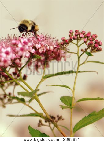 熊蜂の飛行