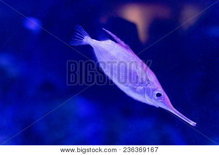 Cute Trumpet Fish In A Tank Of The Valencia Aquarium