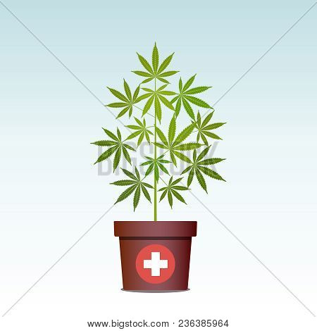 Medical Marijuana Or Cannabis In Pot. Green Herbs In A Pot. Growing Cannabis. Drug Consumption, Mari