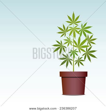 Marijuana Or Cannabis Plant In Pot. Green Herbs In A Pot. Growing Cannabis. Drug Consumption, Mariju