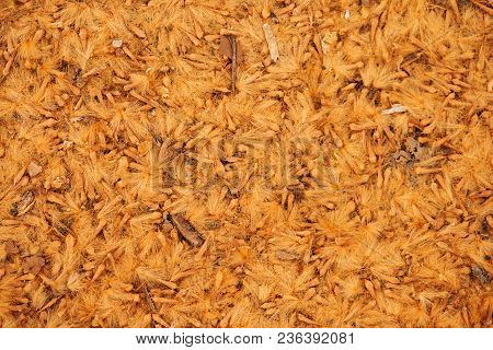 A Drift Of Crushed Sycamore Seeds On The Ground As Abstract Organic Texture