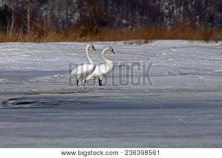 Beautiful White Swans On A Frozen Lake In Early Spring