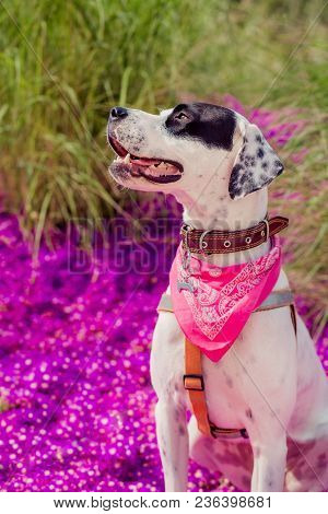English Pointer Mix Phenotype White Dog In Black Dots With Red Leather Collar With Medallion And Ban