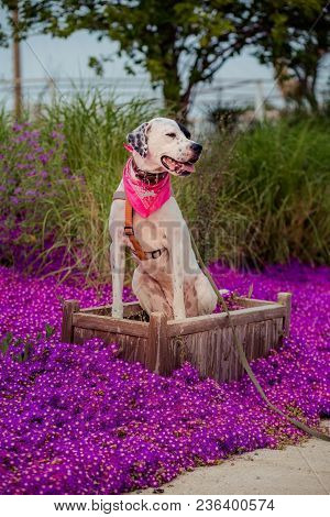 English Pointer Mix Phenotype White Dog In Black Dots With Red Leather Collar With Medallion And Ban