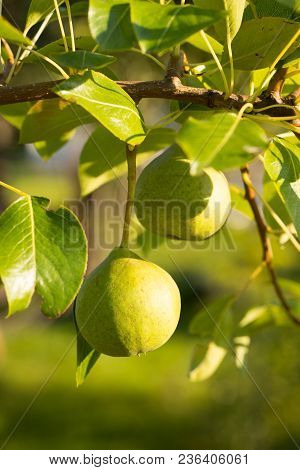 Pear. Ripe And Sweet Pears On Bransh With Leaves In Sunny Garden Summer.