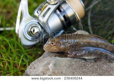 Two Freshwater Bullhead Fish Or Round Goby Fish Just Taken From The Water On Gray Stone Background A