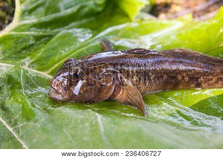 Close Up View Of Freshwater Bullhead Fish Or Round Goby Fish Just Taken From The Water On Big Green
