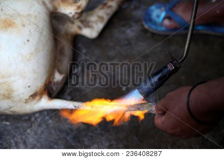 Burned Hair Cleaning On A Slaughter Pig In A Rural Area