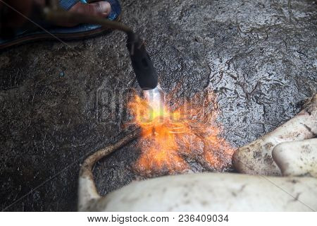 Burned Hair Cleaning On A Slaughter Pig In A Rural Area