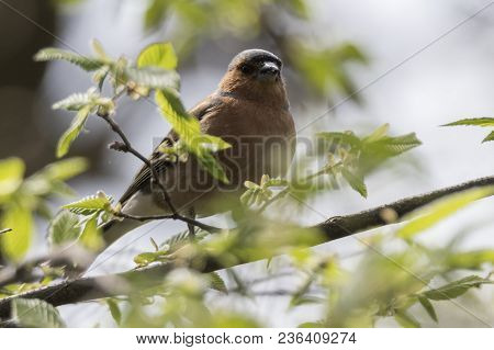 Finch Fringilla Coelebs Bird On Tree