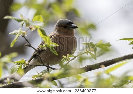 Finch Fringilla Coelebs Bird On Tree